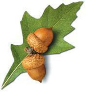 blue acorn support blue acorn support