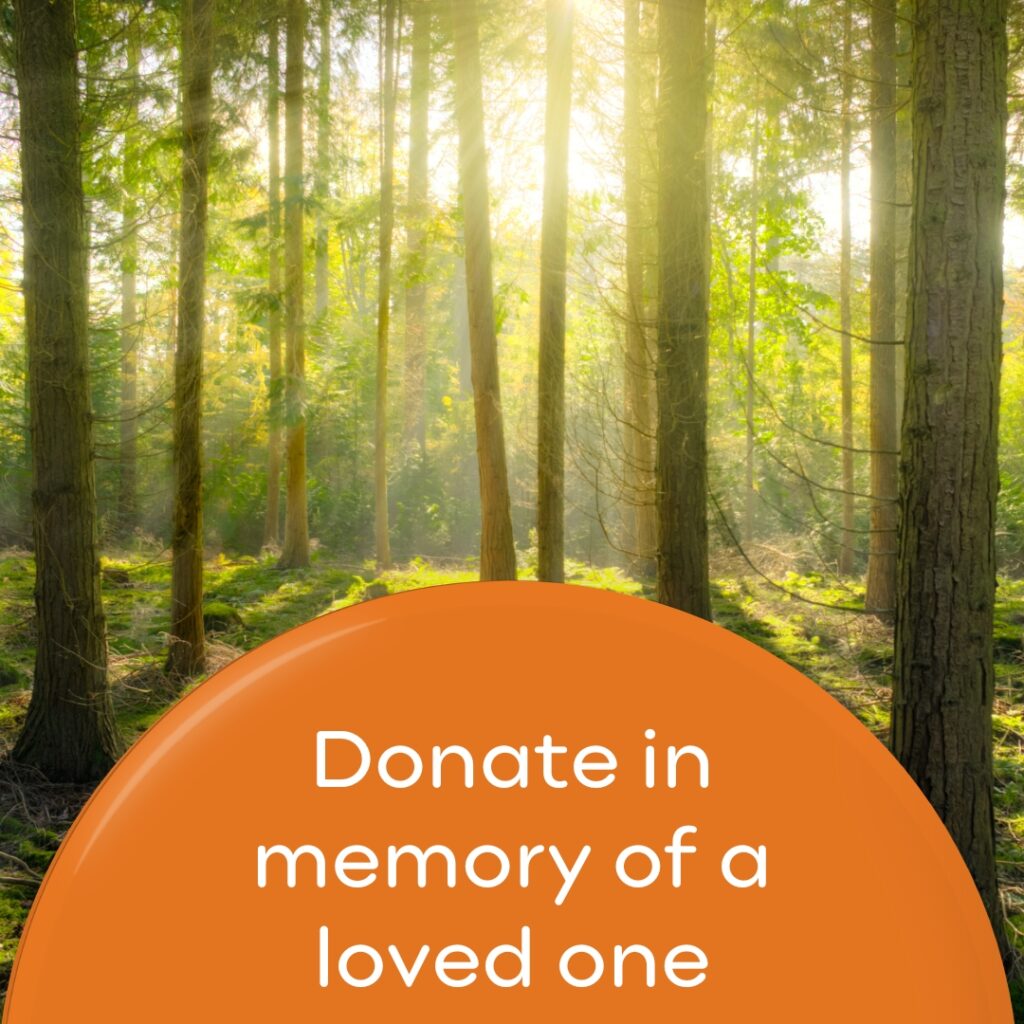 Donate in memory of a loved one wording with photo of trees with sunlight shining through